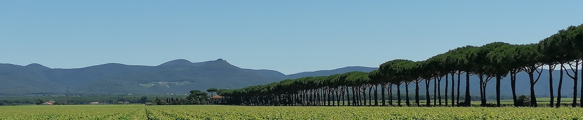 Bolgheri wine e bike tour