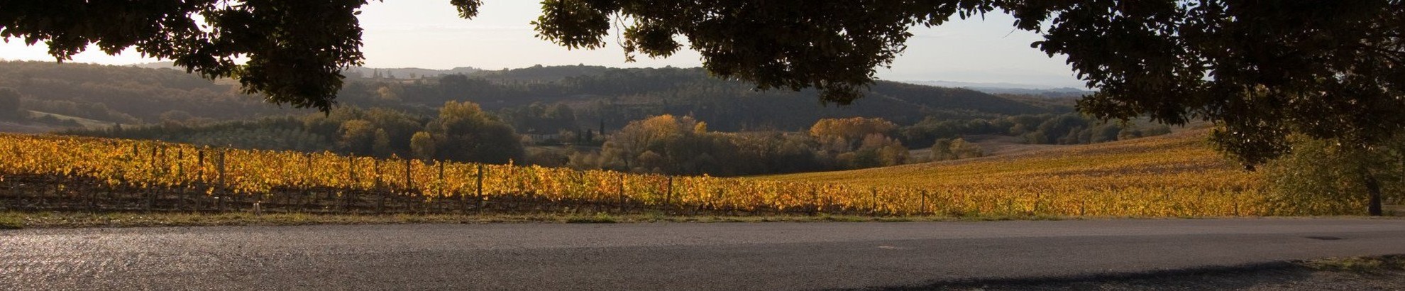 Tour in bici nel Chianti